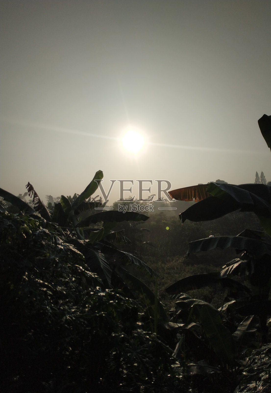 印度尼西亚Tangerang香蕉种植园的日出景象。照片摄影图片