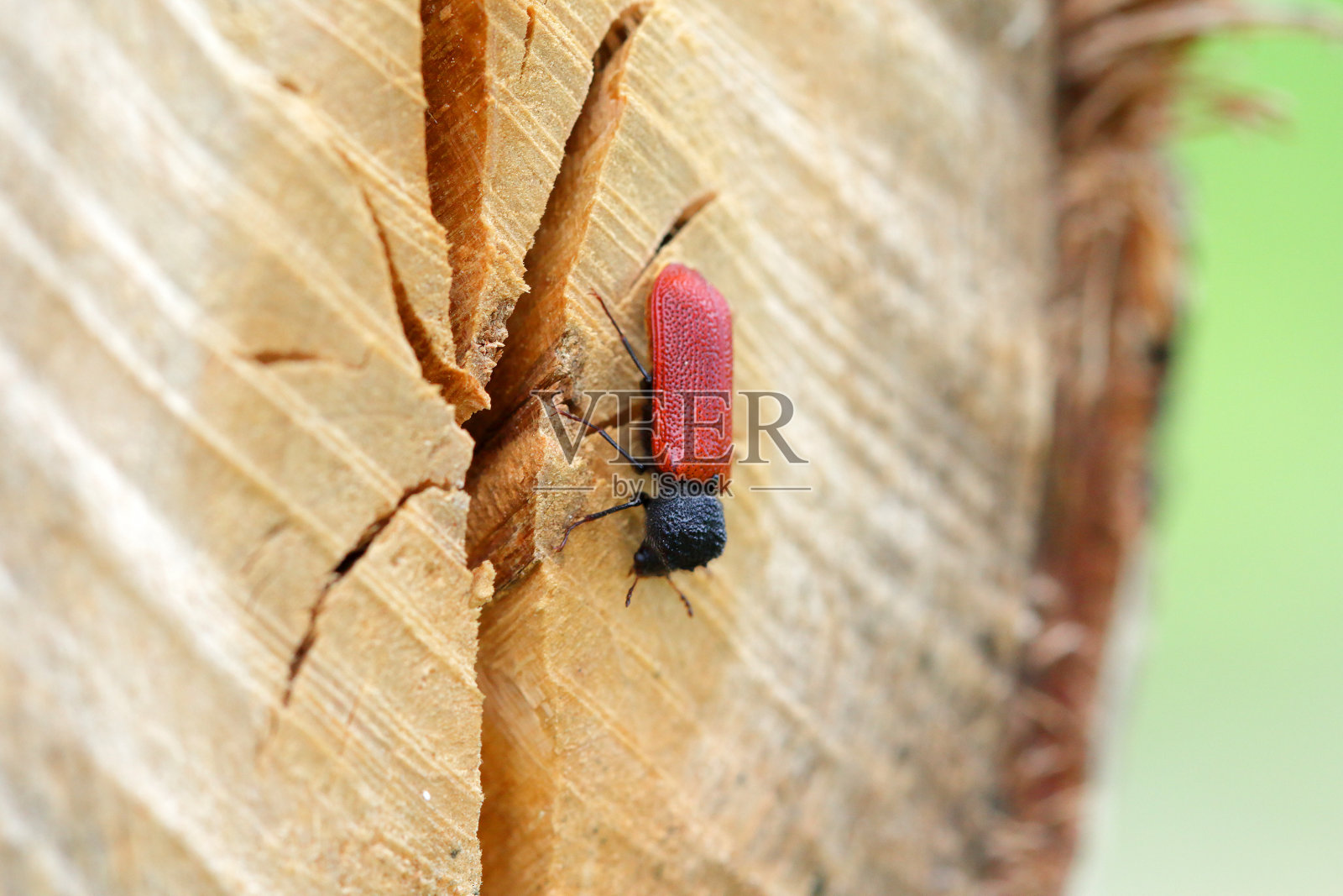 卷尾甲虫(拉丁名:Bostrichus capucinus - bostrychus - Bostrychidae)——栖息在橡树上的昆虫。这是一种木材害虫。照片摄影图片