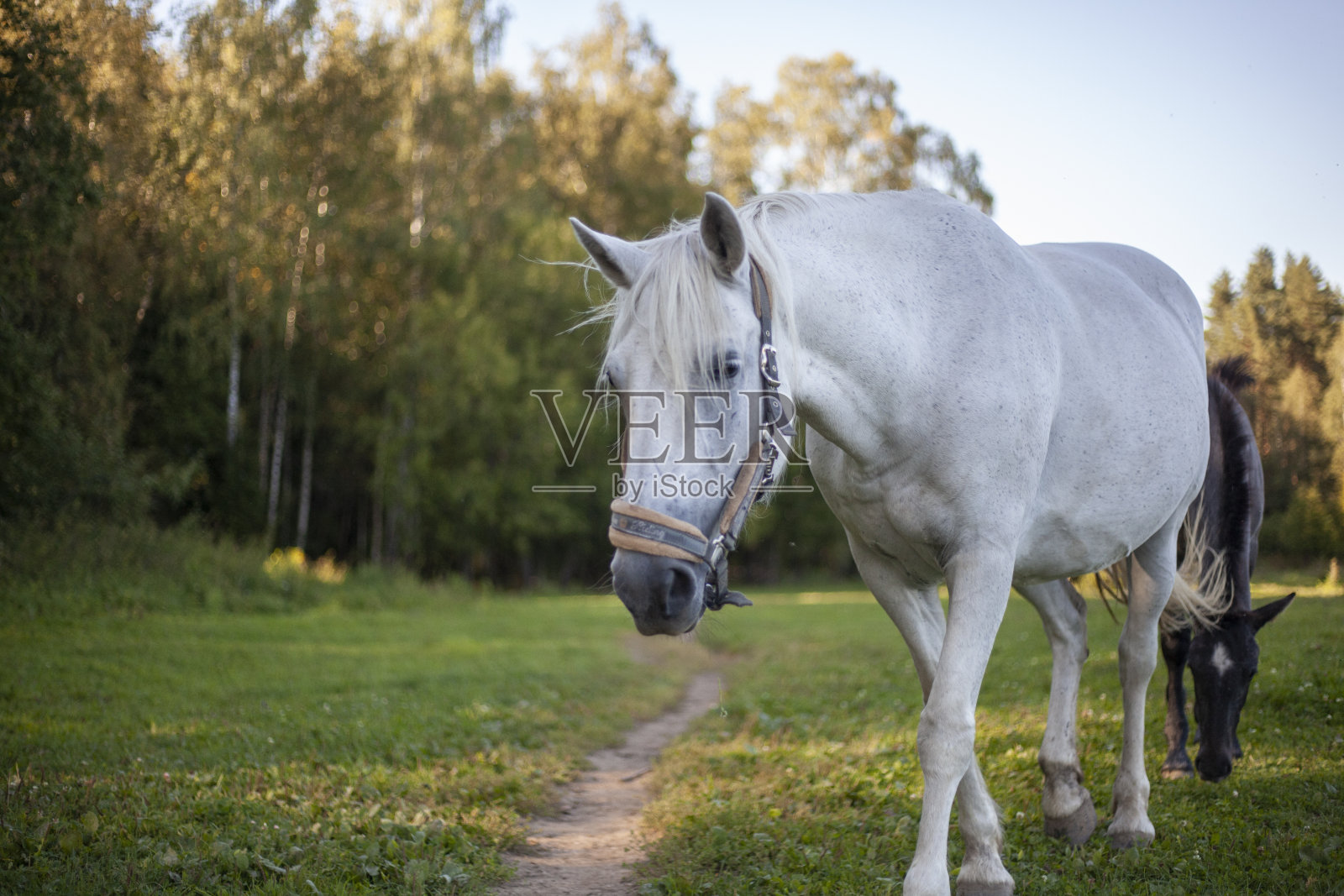 农场里的马。森林里一匹马的美丽照片。照片摄影图片