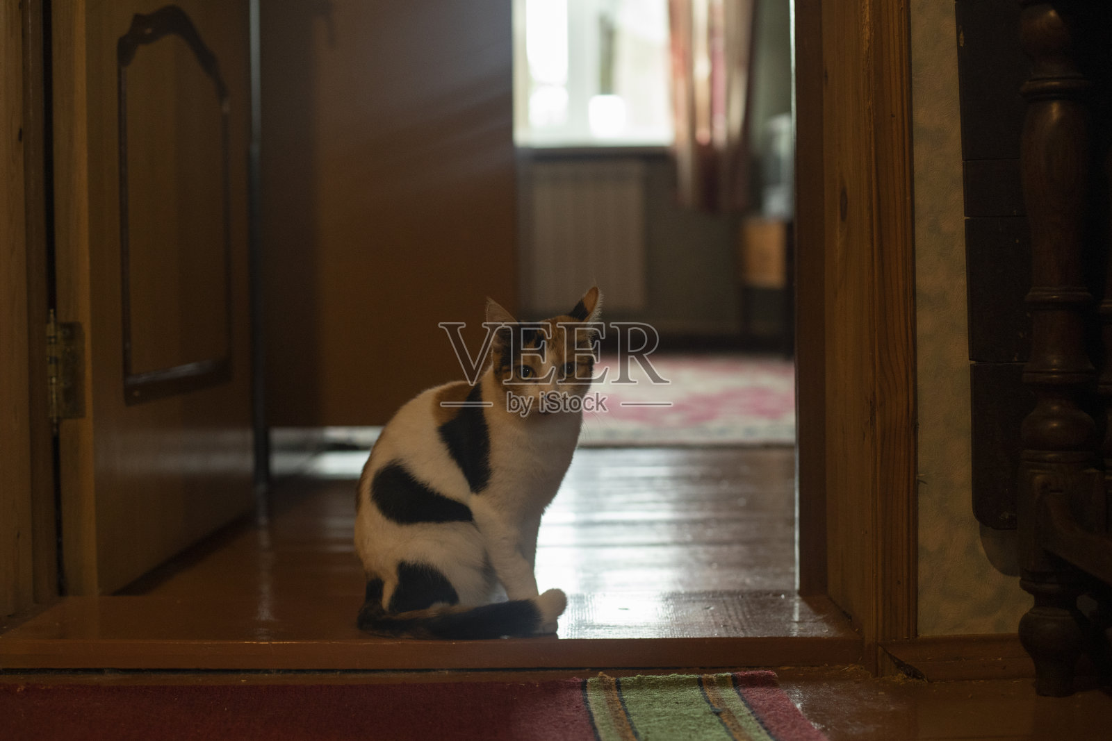 猫在里面。这只猫住在苏联风格的公寓里。可爱的宠物在旧的内饰。照片摄影图片