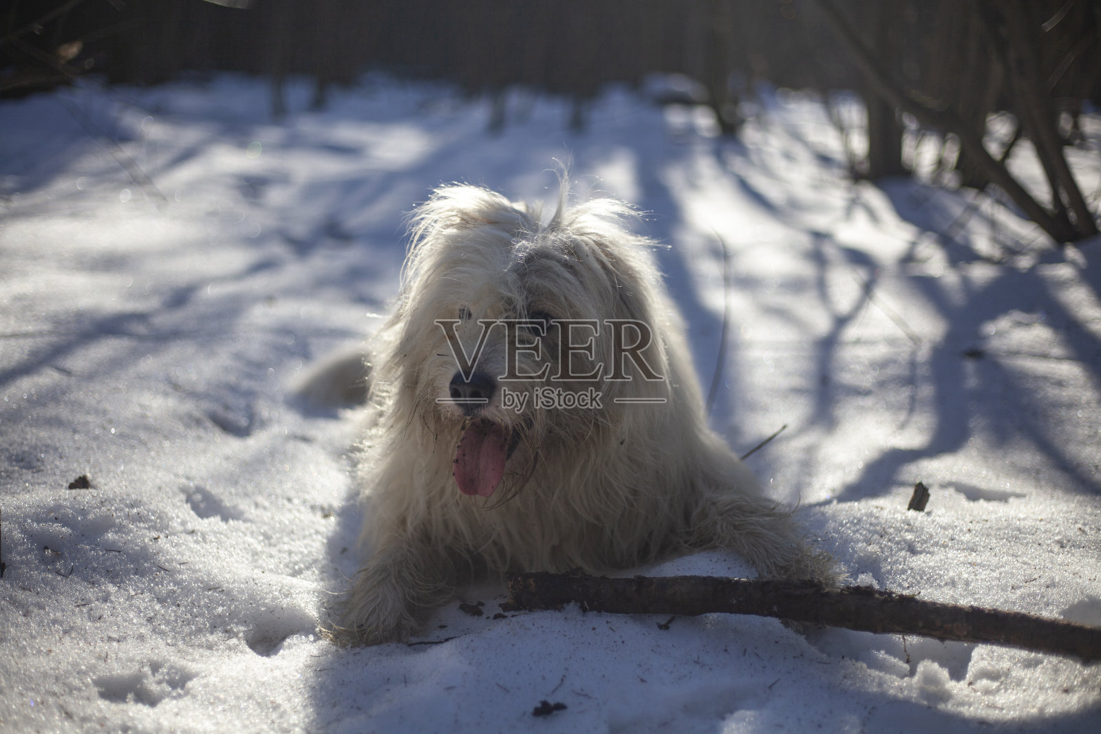 狗在冬天玩棍子。照片摄影图片