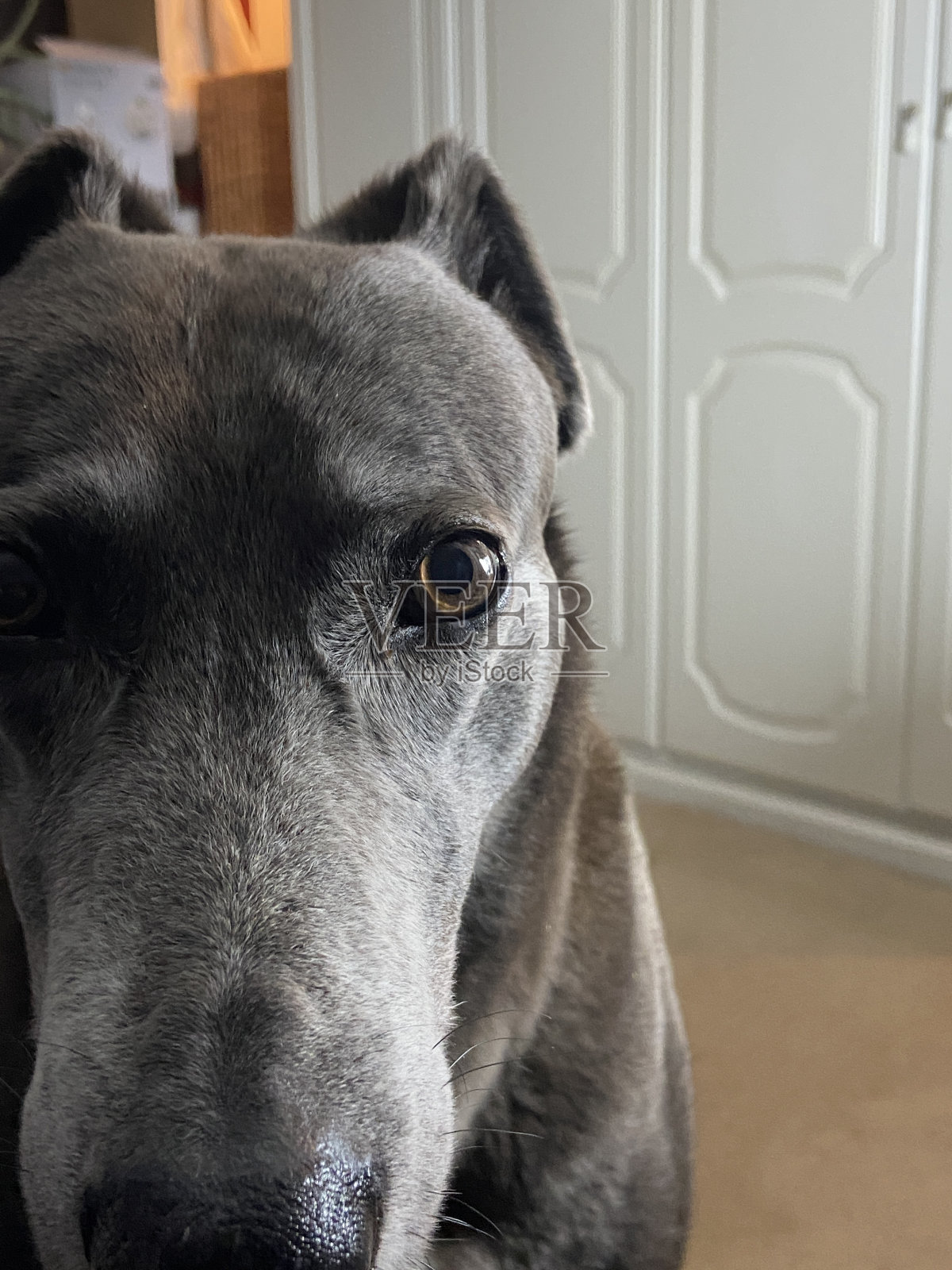 灰色的灰狗看起来悲伤和沮丧照片摄影图片