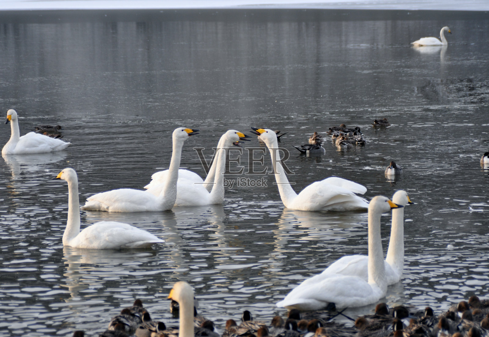 天鹅照片摄影图片