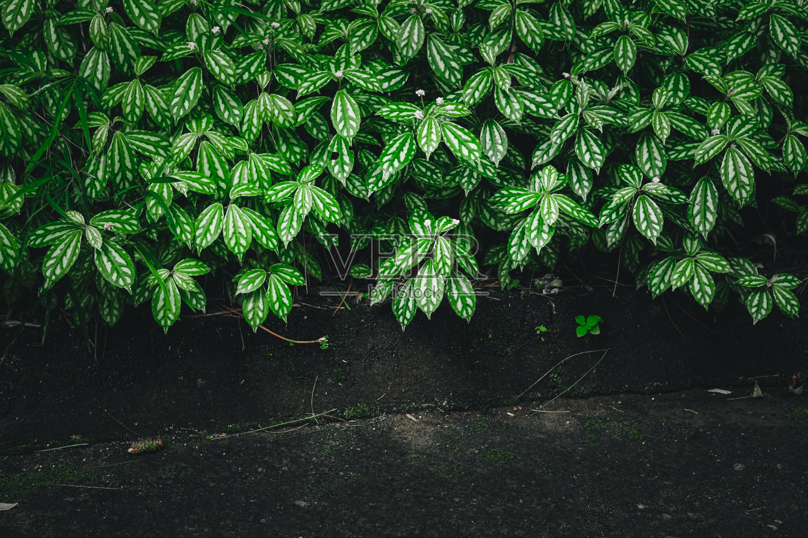 Pilea Cadierei植物照片摄影图片