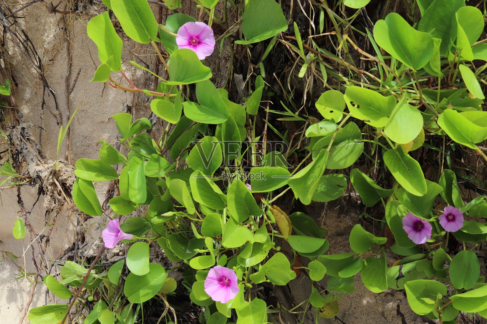塞舌尔岛上的花朵的彩色微距照片。照片摄影图片