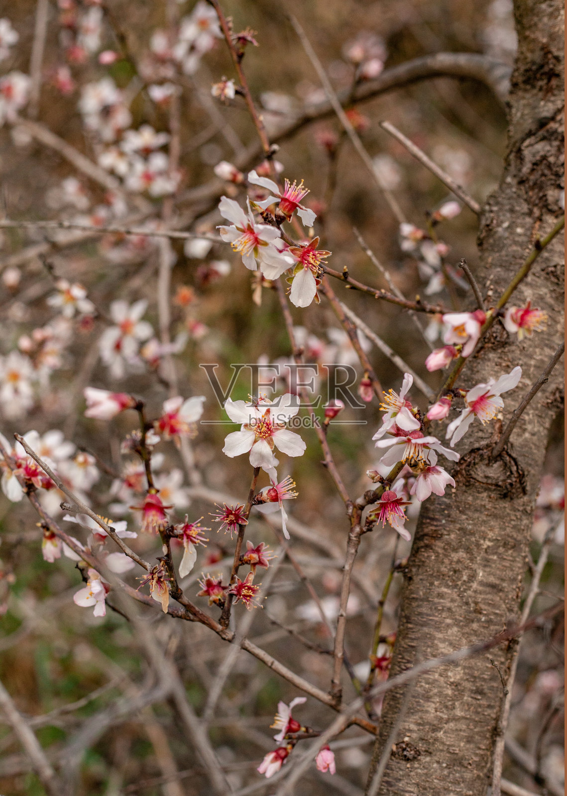 樱桃树在三月初照片摄影图片