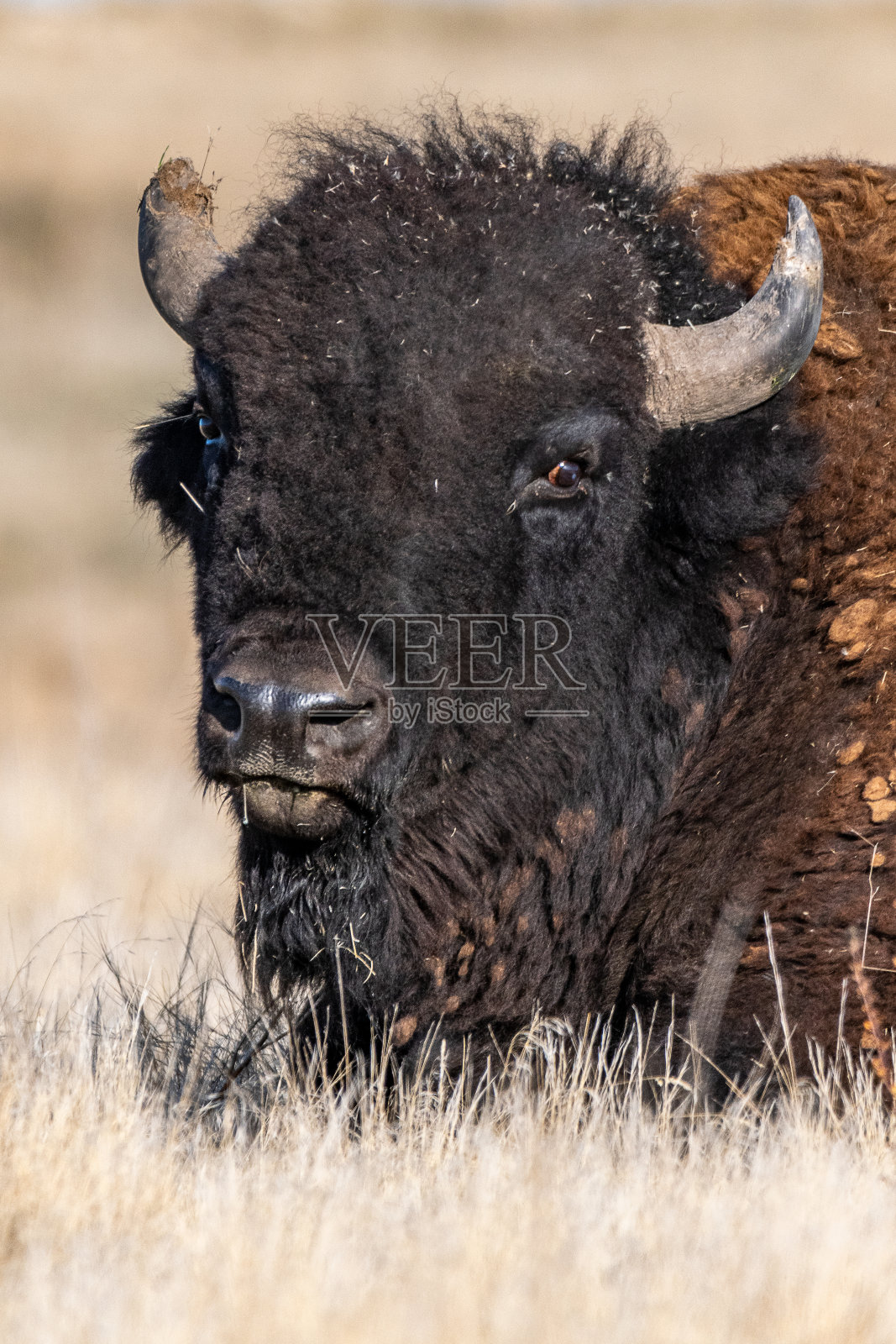 黄石国家公园大提顿的野牛或美洲水牛照片摄影图片