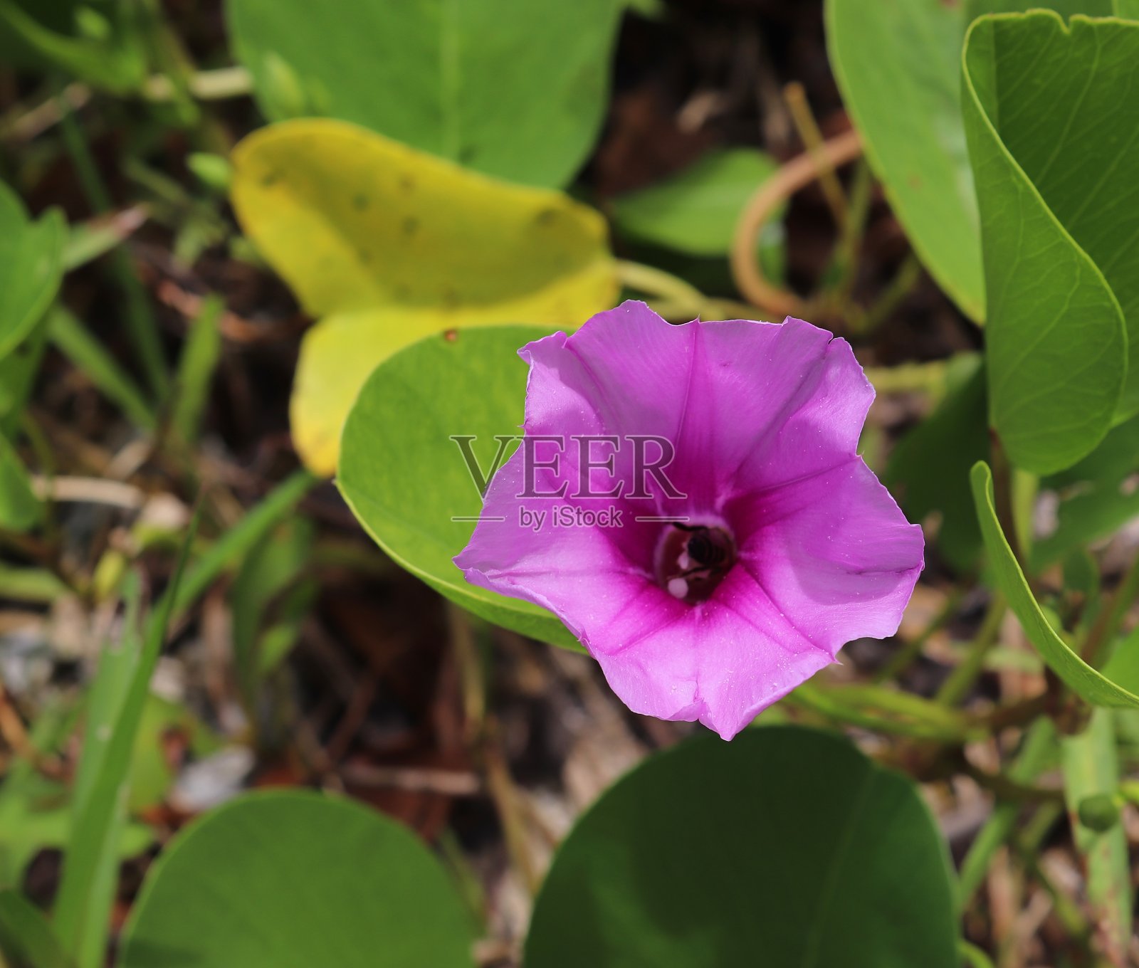 塞舌尔岛上的花朵的彩色微距照片。照片摄影图片