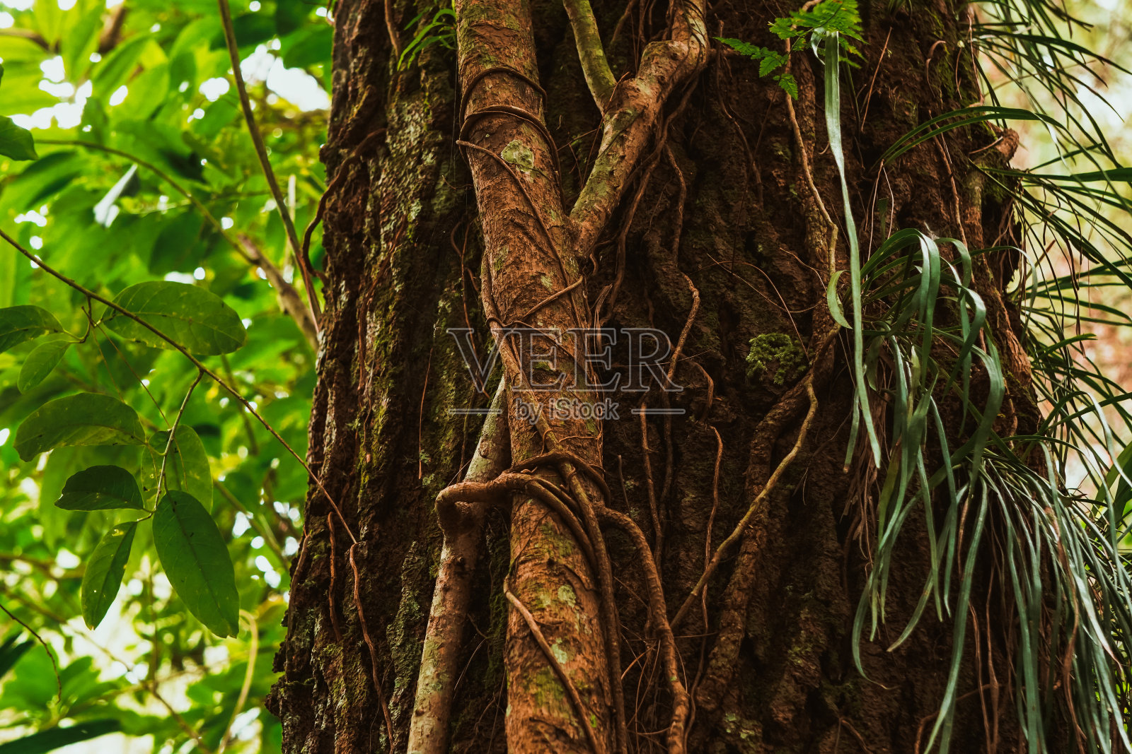 长满根的树干照片摄影图片