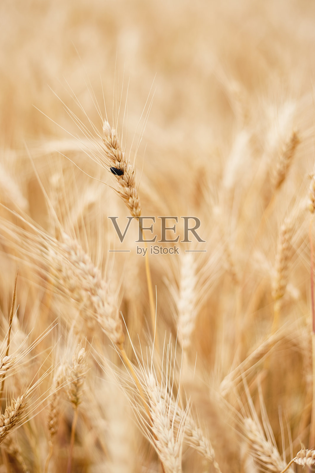 乌克兰的麦田。马里乌波尔照片摄影图片