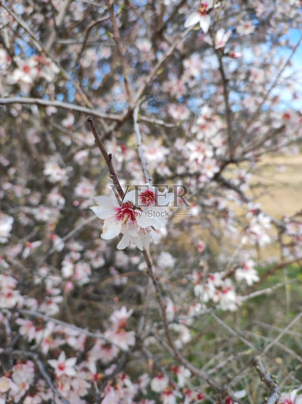 花照片摄影图片