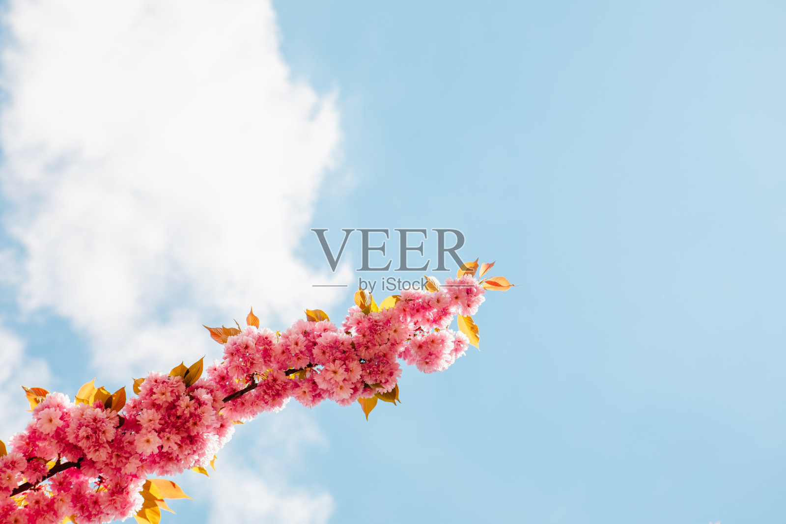 开着粉红色樱花的树照片摄影图片