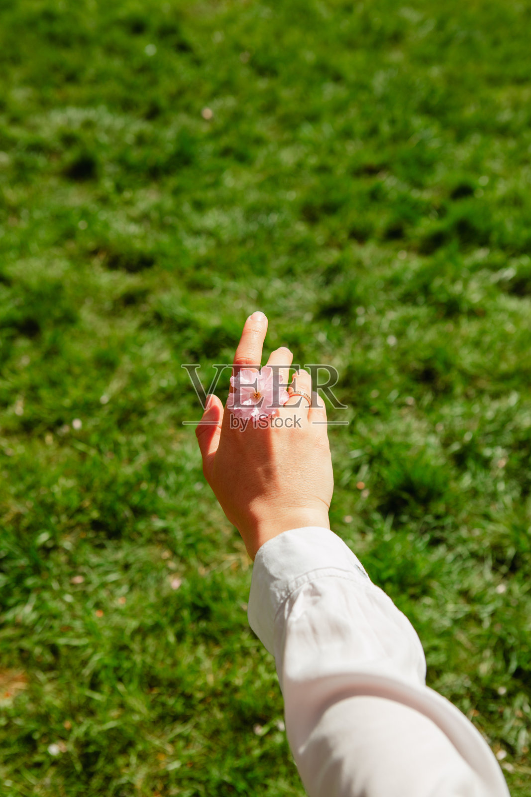 女人手里捧着粉红色的樱花照片摄影图片