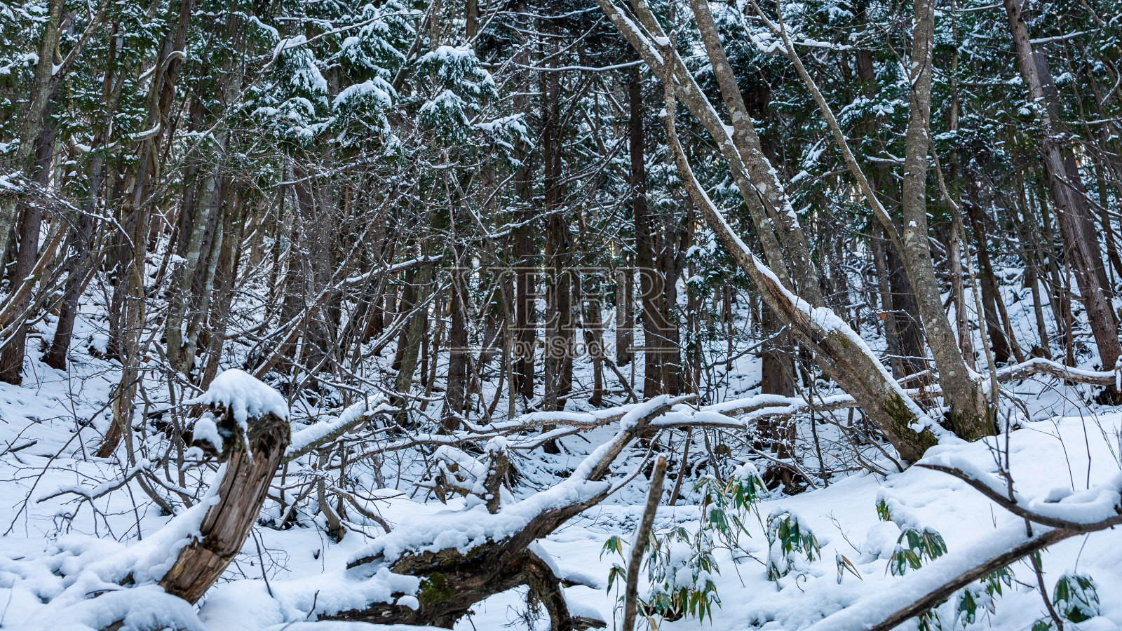 日本美丽的冬天，霜冻的一天，松树被雪覆盖照片摄影图片