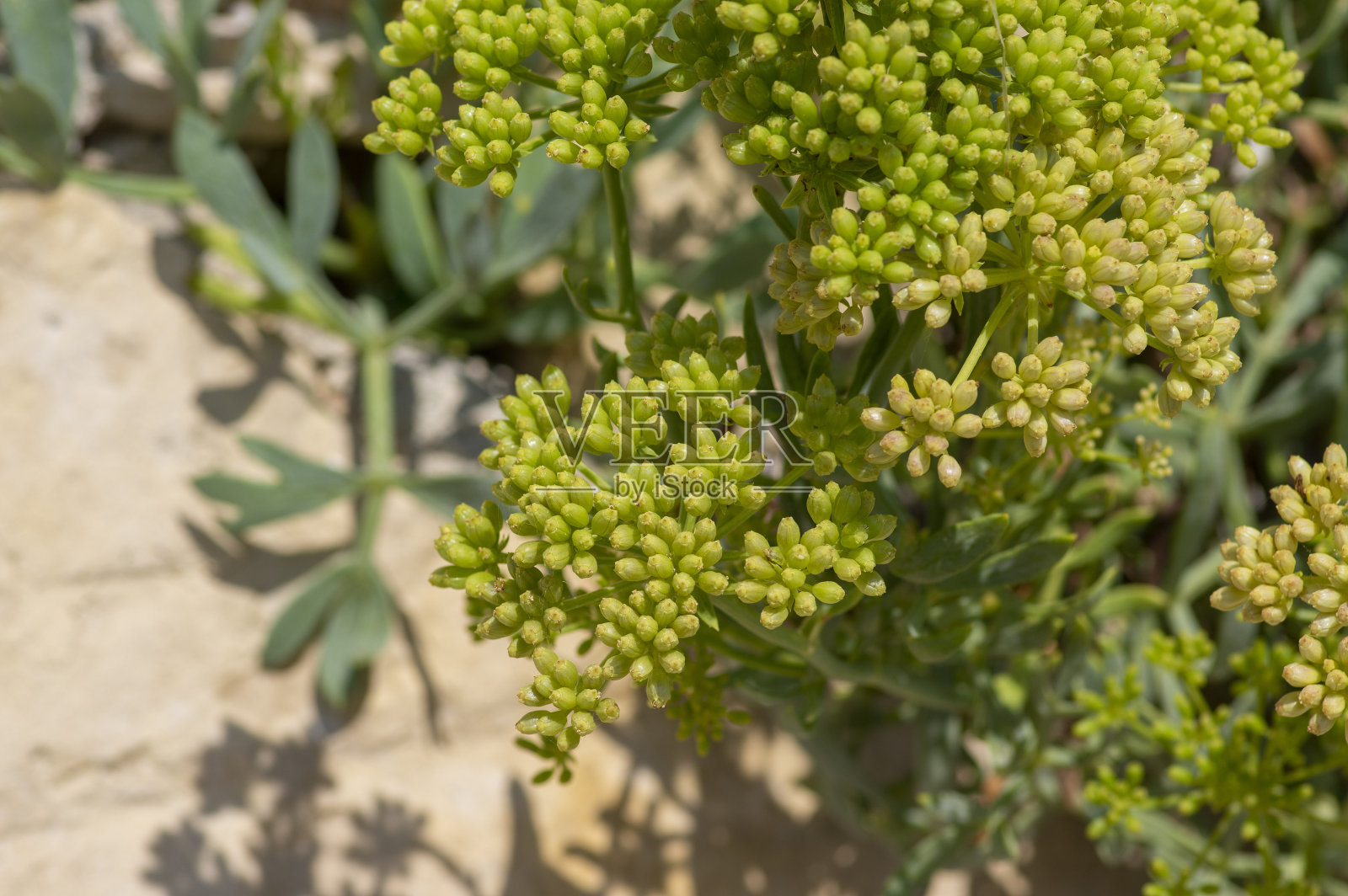 海蓬石开花植物，海茴香开花沿海芳香植物照片摄影图片
