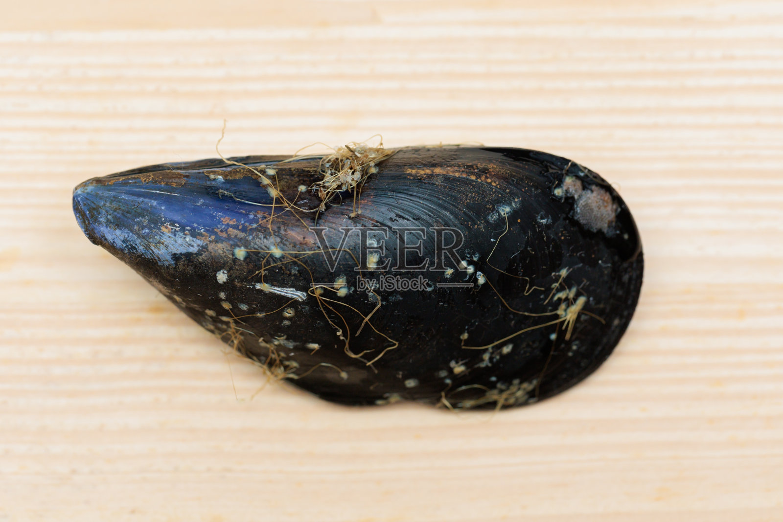 贻贝照片摄影图片