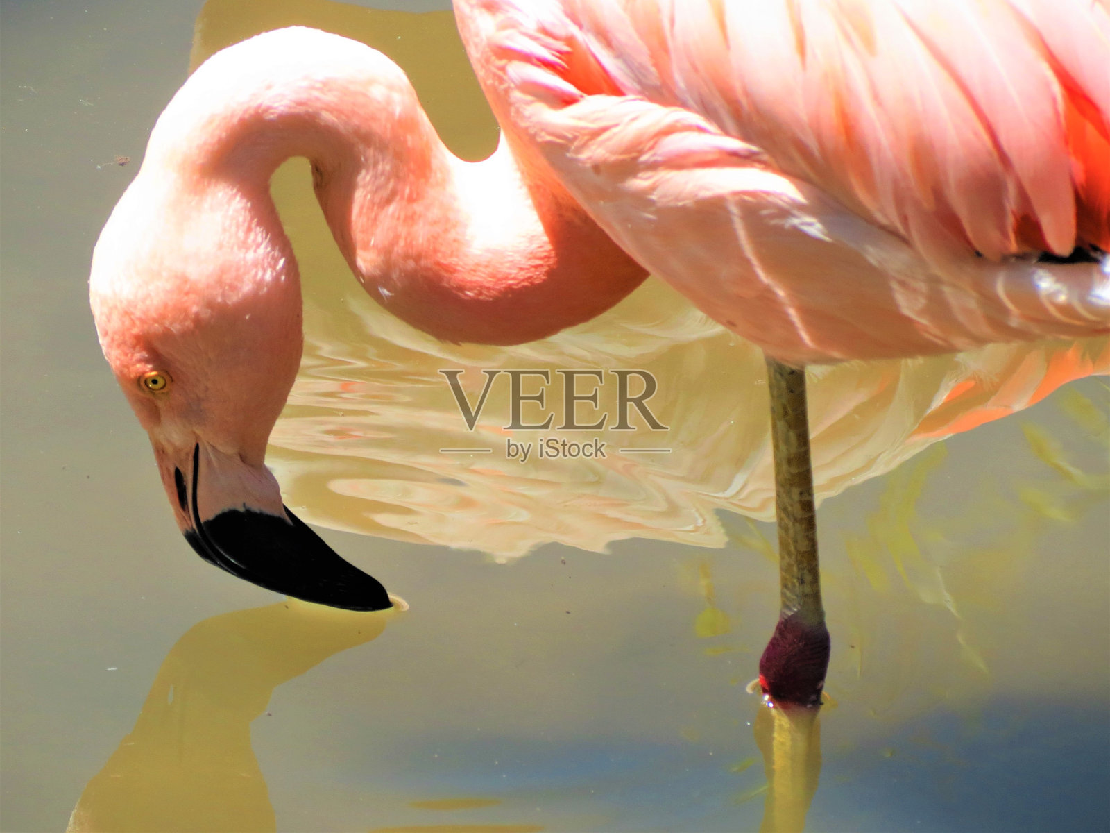 粉红色的火烈鸟。照片摄影图片