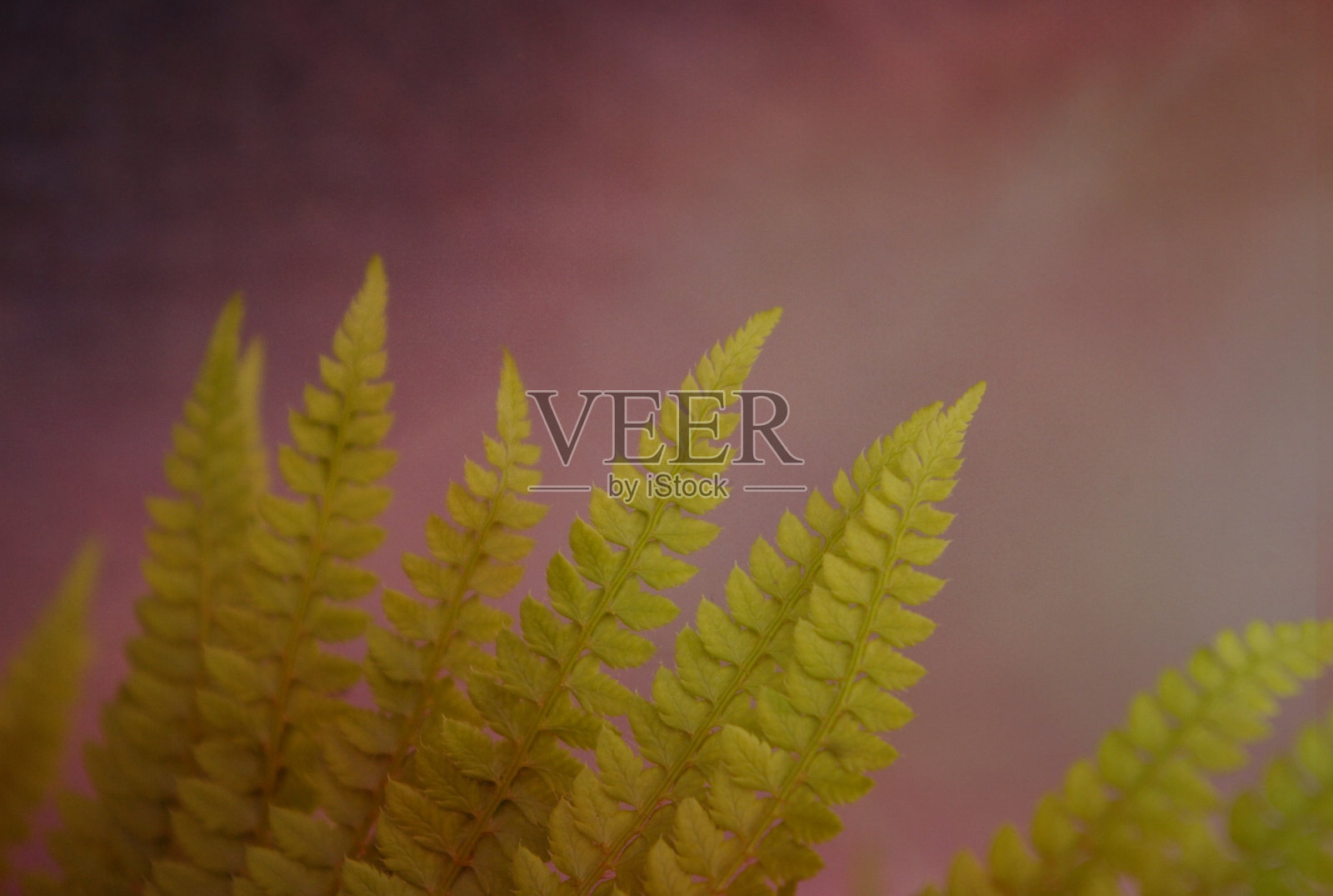 小蕨类植物的叶子指向太阳。面向光线的绿色蕨类植物。植被背景与复制空间。照片摄影图片