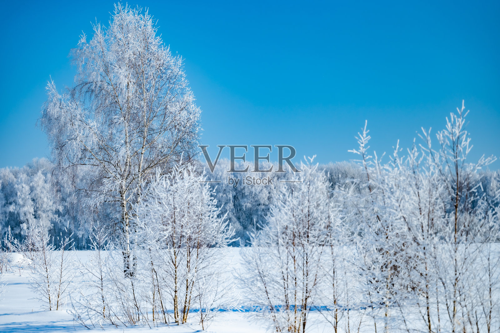 冻雨后的树木照片摄影图片