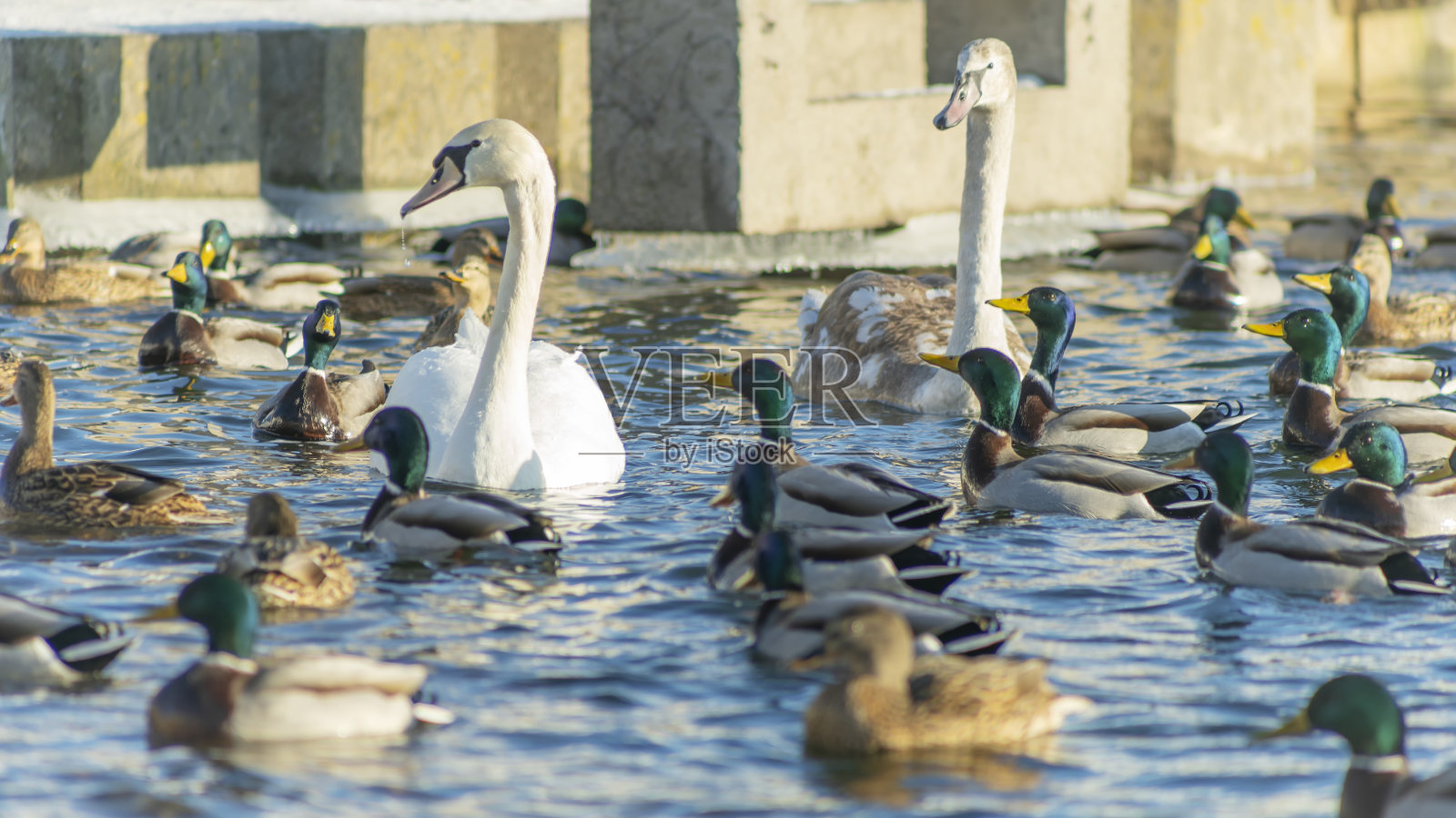 城市里有大量的越冬鸭子和天鹅。冬河上有许多鸭子和成对的天鹅。冬天的城市。照片摄影图片