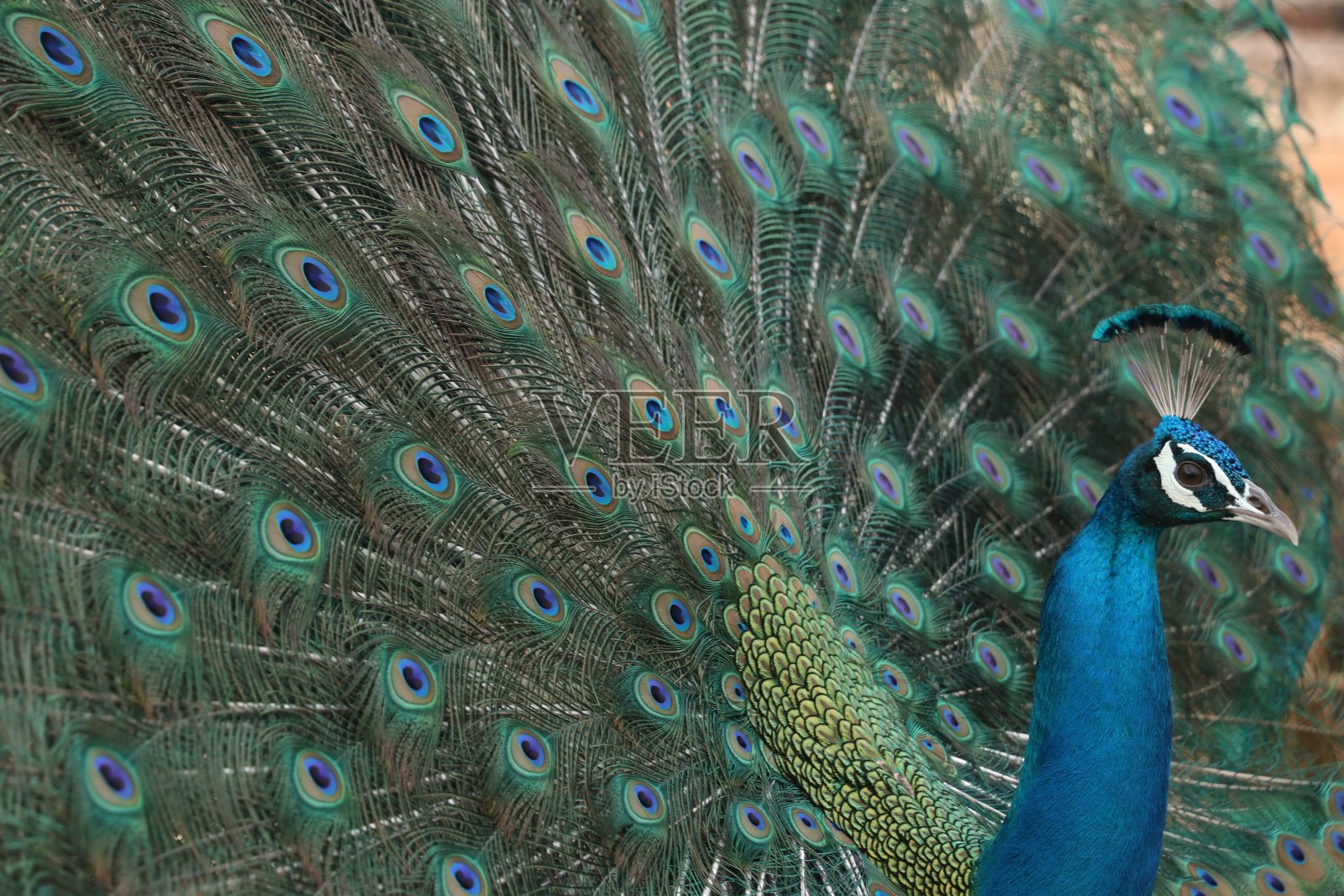 美丽的孔雀与羽毛的肖像。照片摄影图片