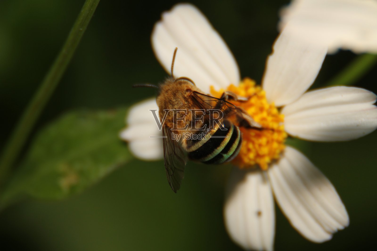 蜜蜂在花园里的花上照片摄影图片