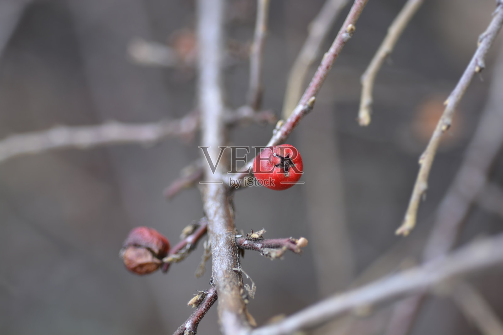 熊果枸子属植物照片摄影图片