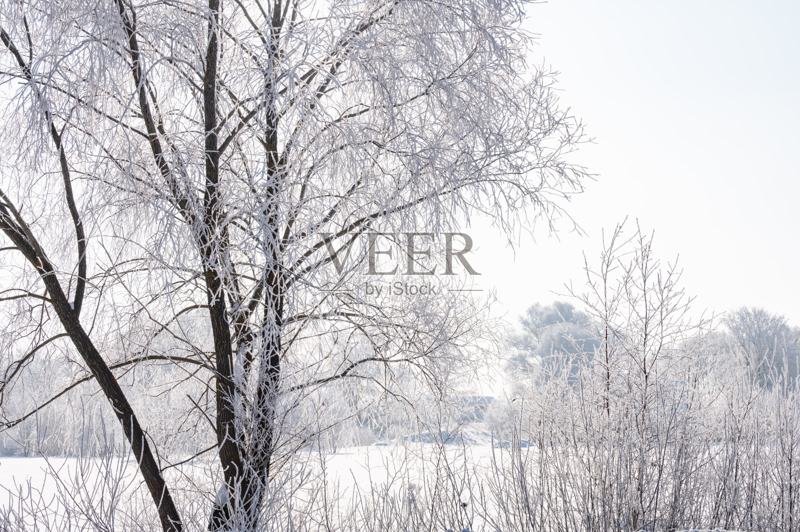 冻雨后的树木照片摄影图片