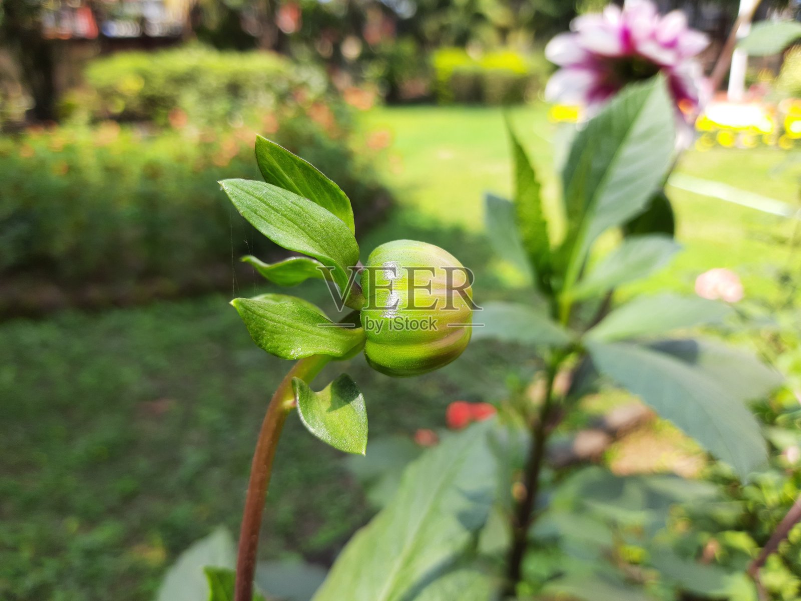 大丽花在秋天的花园里萌芽。照片摄影图片
