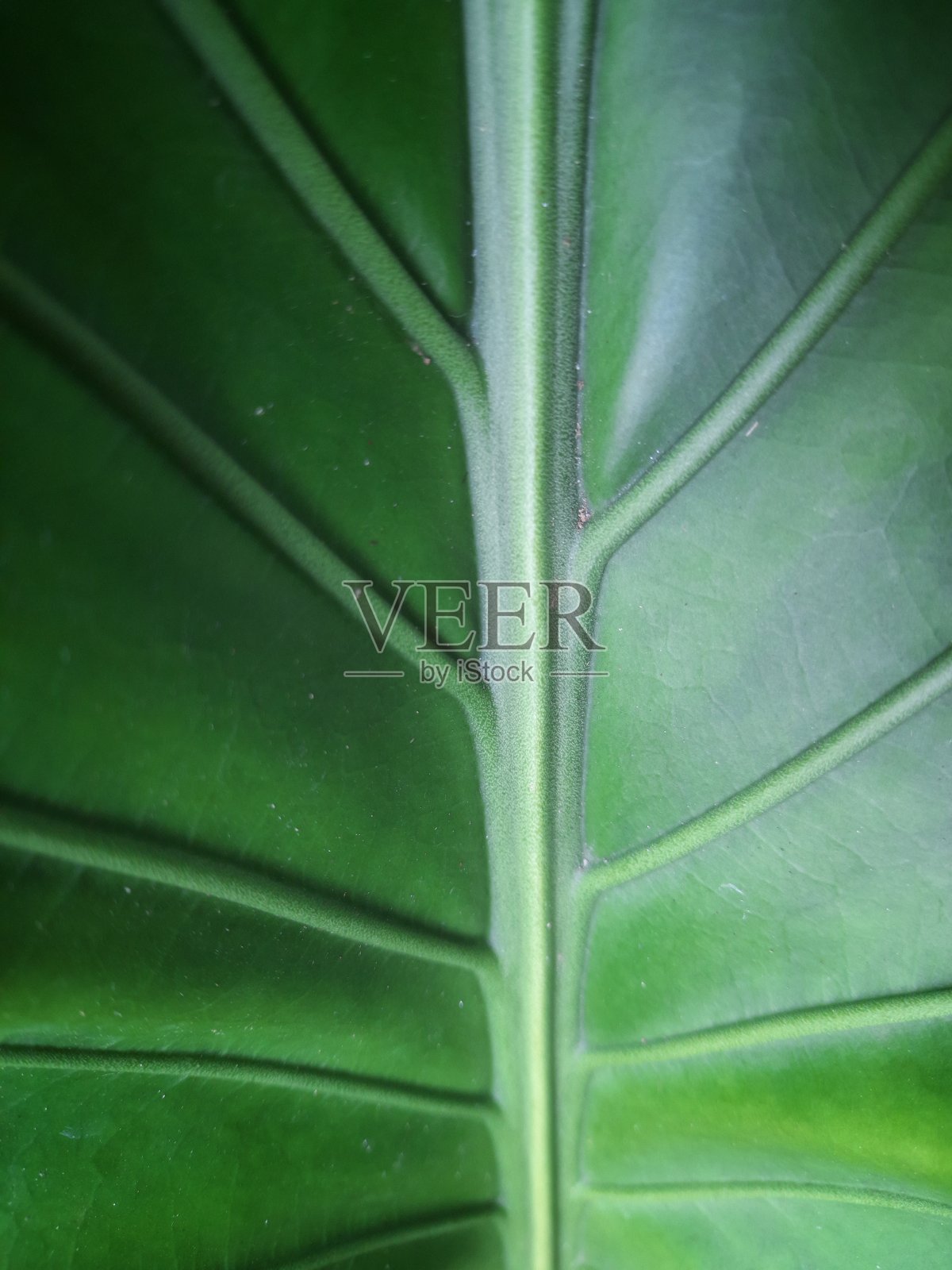 独特的叶照片摄影图片