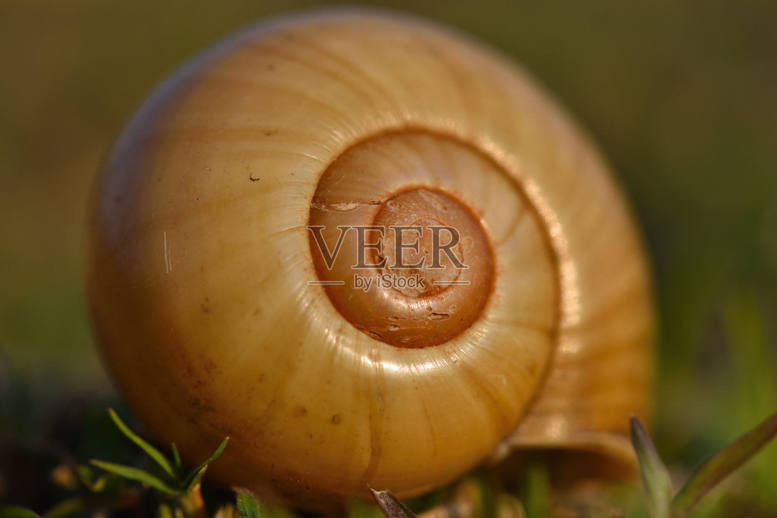 死蜗牛壳照片摄影图片