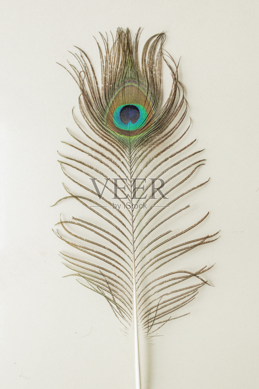 孔雀羽毛的各种观点照片摄影图片