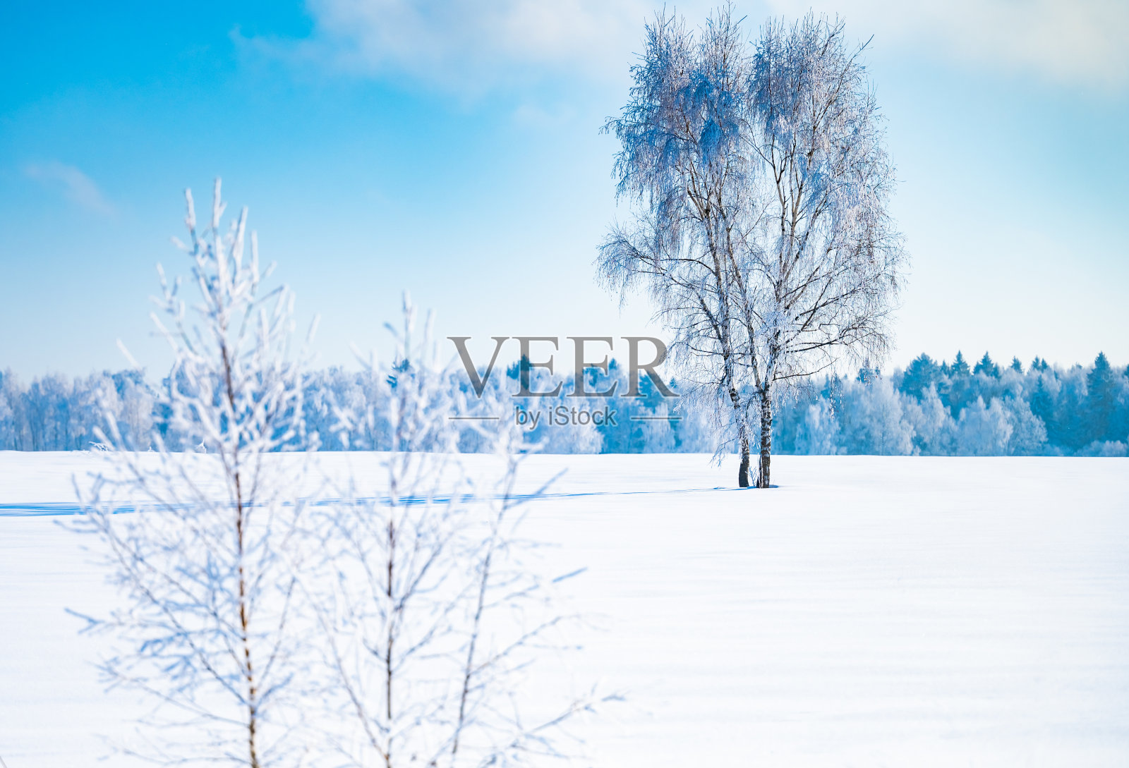 景观森林冬天结霜照片摄影图片