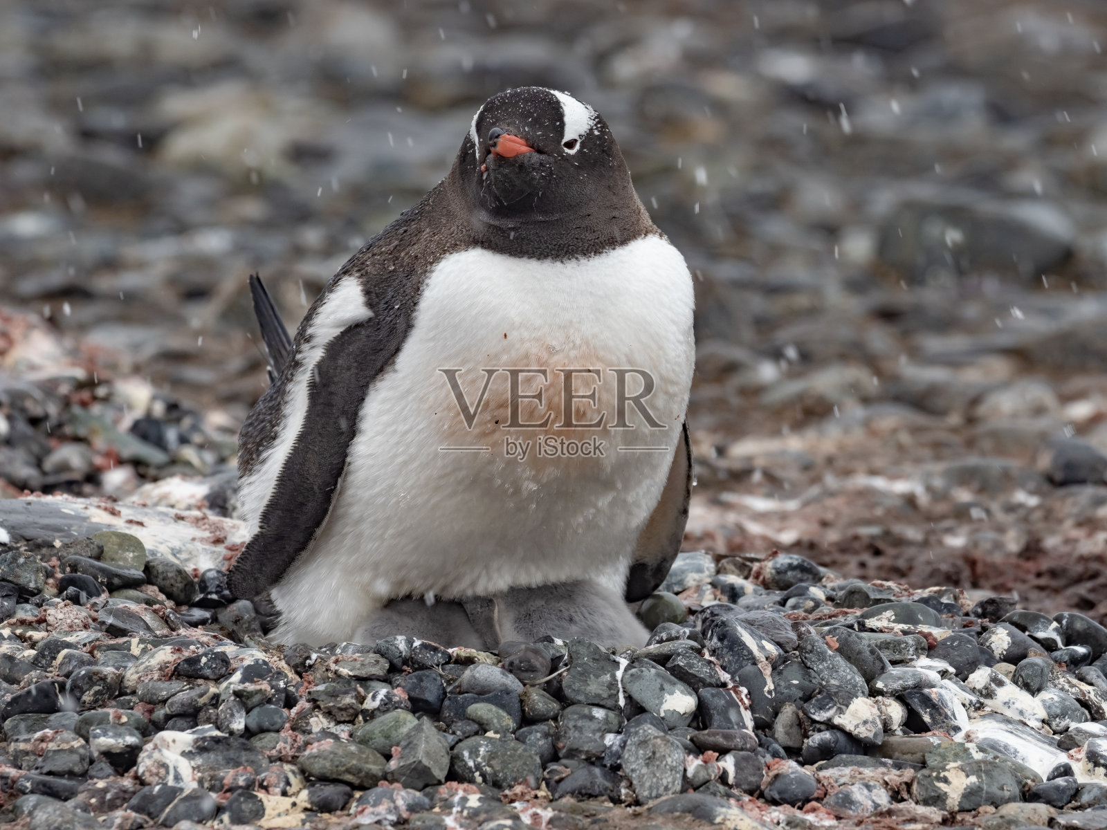 南极洲，南设得兰群岛，格林尼治岛，靠近洋基港登陆。照片摄影图片