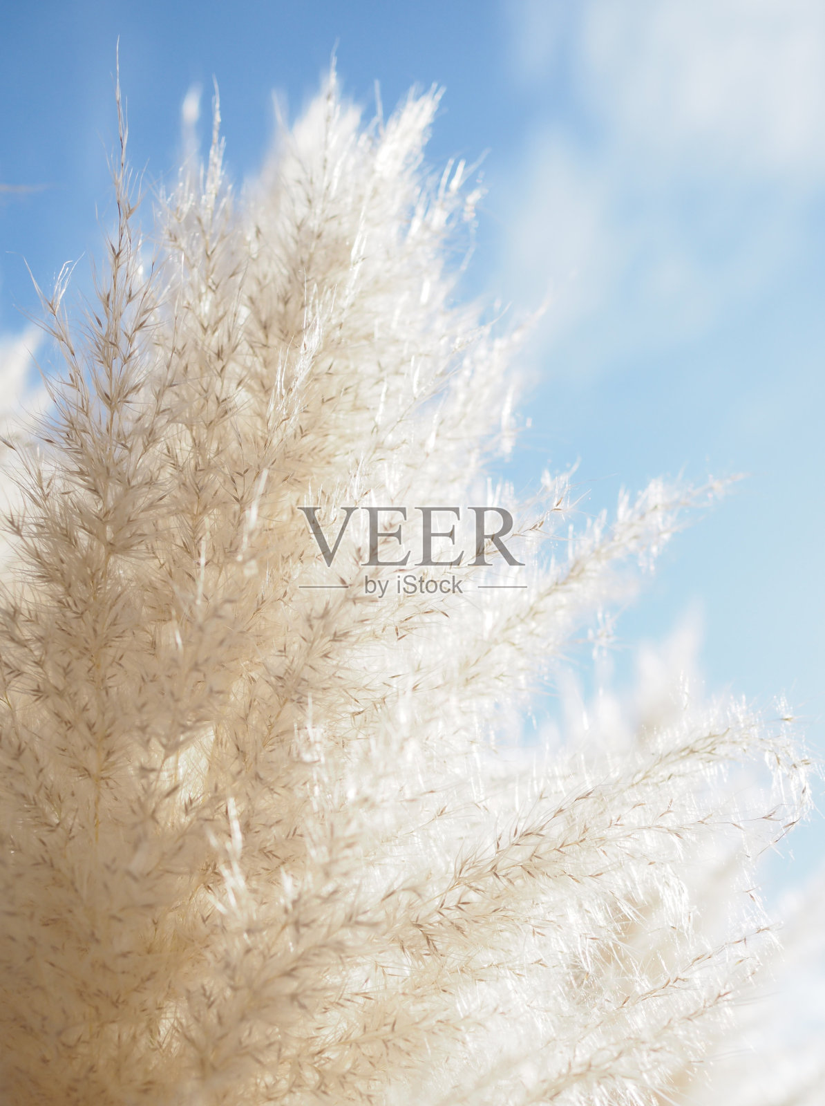 毛茸茸的白色潘帕斯草原，背景是蓝色的天空照片摄影图片