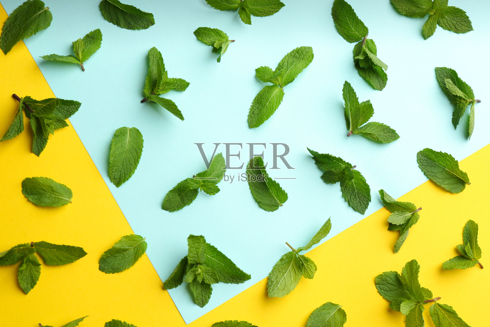 新鲜的薄荷色背景，平坦的铺设照片摄影图片