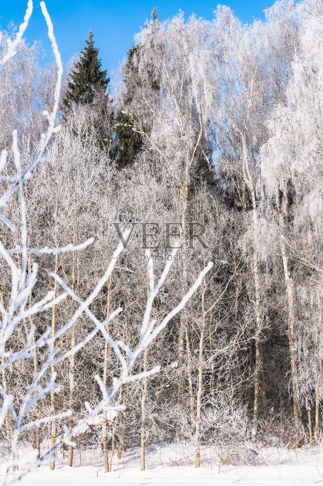 景观森林冬天结霜照片摄影图片