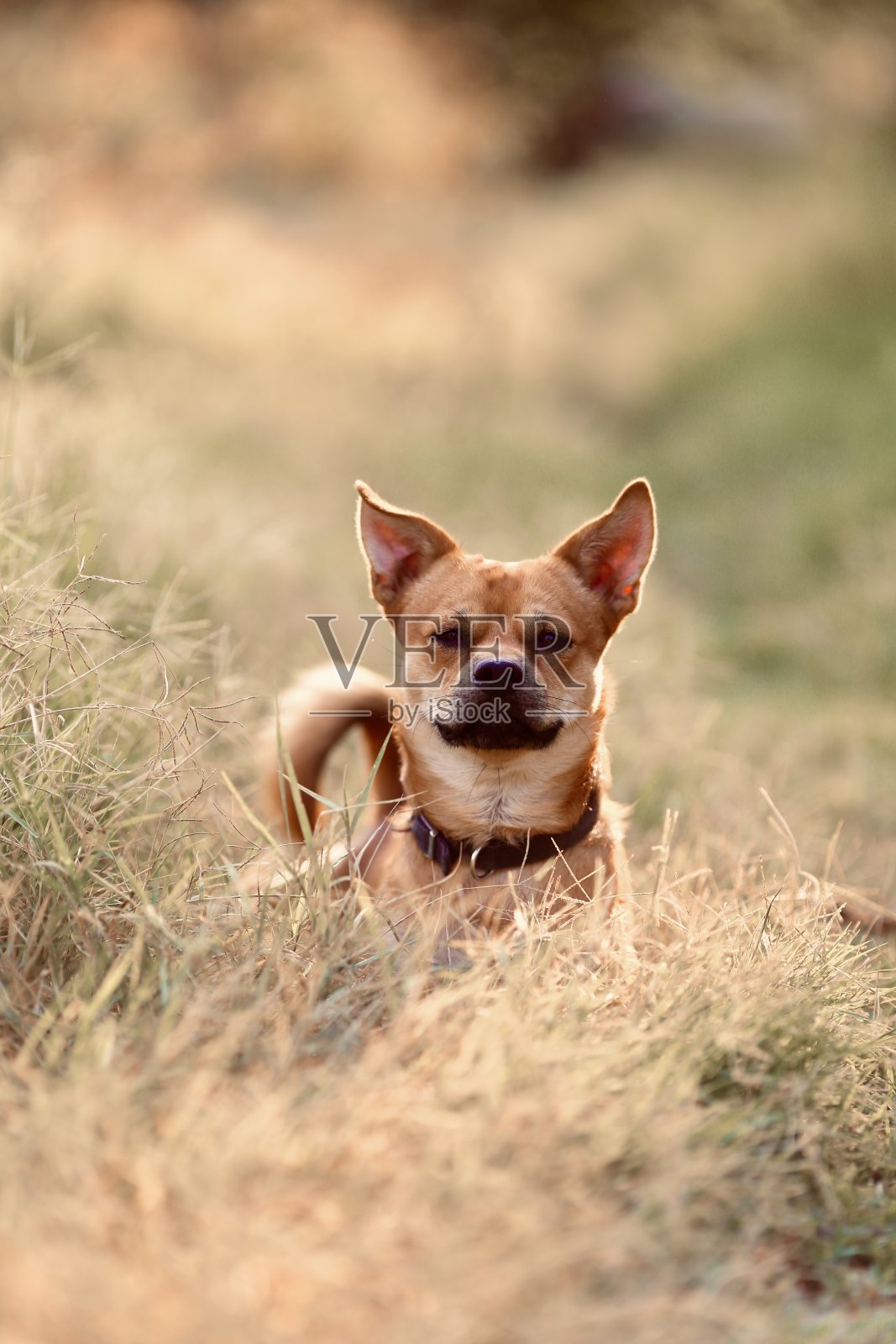 狗看起来严肃照片摄影图片