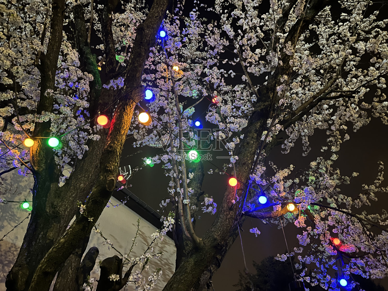 华丽的李树照片摄影图片