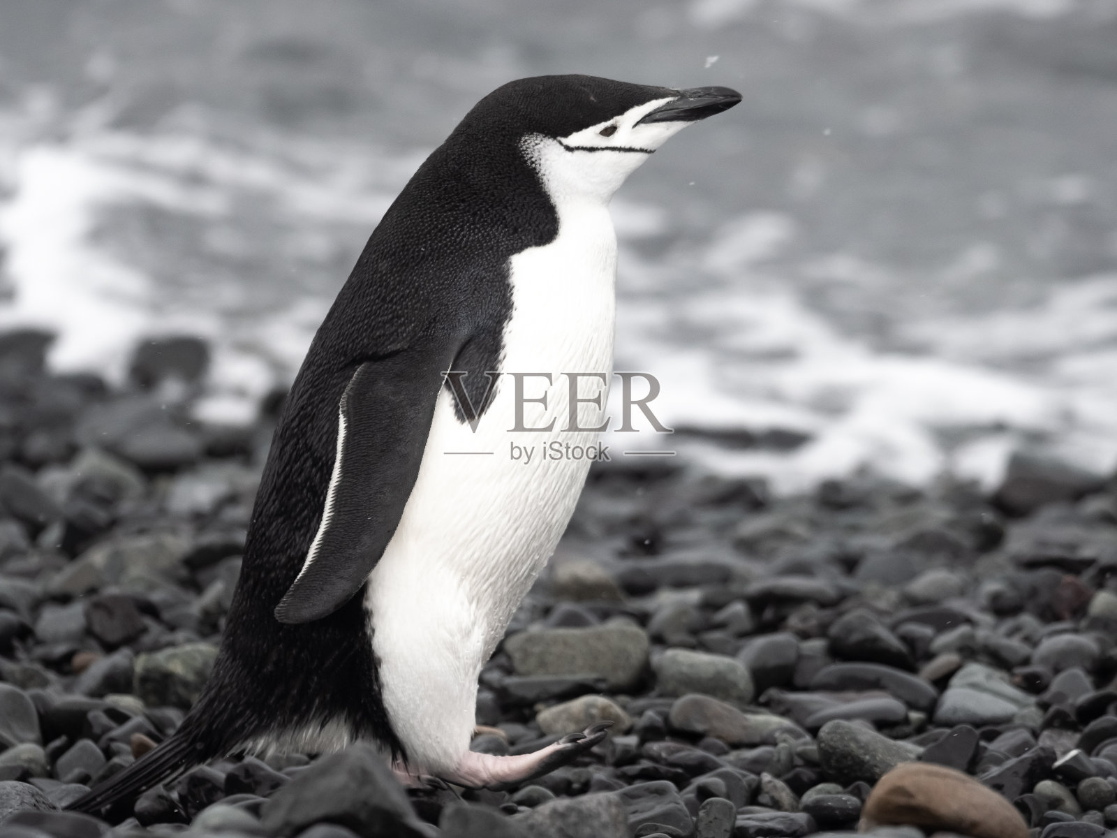 南极洲，南设得兰群岛，格林尼治岛，靠近洋基港登陆。照片摄影图片