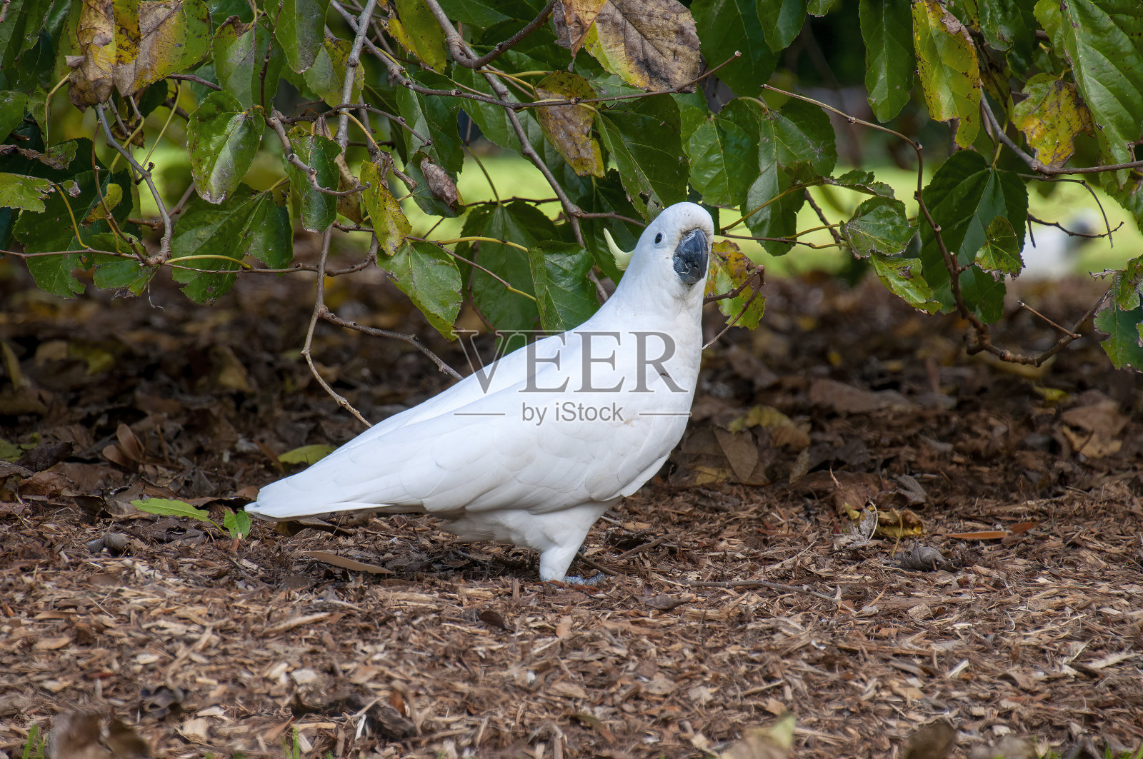 站在花园里的硫冠凤头鹦鹉照片摄影图片