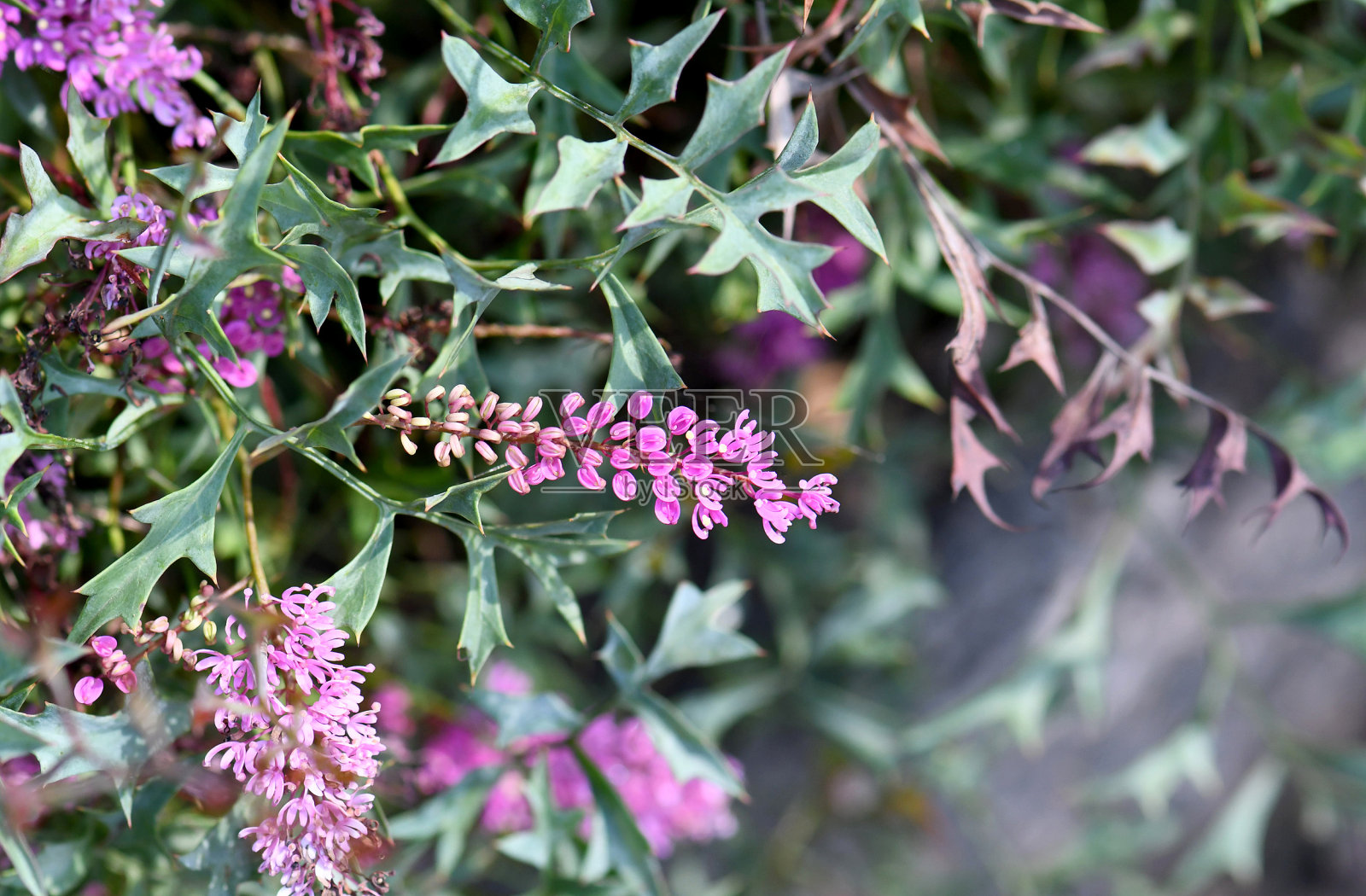 澳大利亚本土的一种浅紫色花缠结的灰花，细纹灰花，变种科照片摄影图片