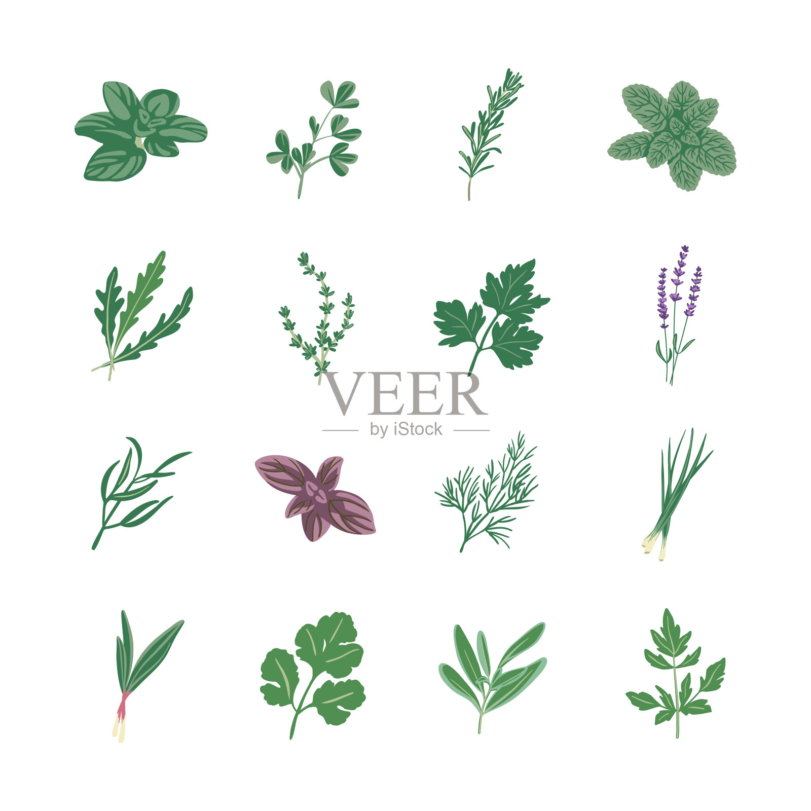 一组辛辣的香草一枝牛至，葫芦巴，迷迭香，薄荷，芝麻，百里香，欧芹，薰衣草，龙蒿，罗勒，莳萝，葱，拉姆森，香菜，鼠尾草，拉瓦奇。平的风格。矢量图设计元素图片