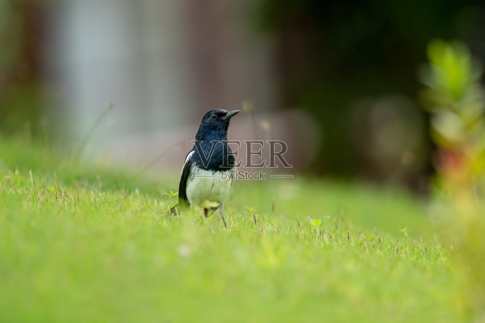 绿色环境中东方喜鹊的特写镜头照片摄影图片