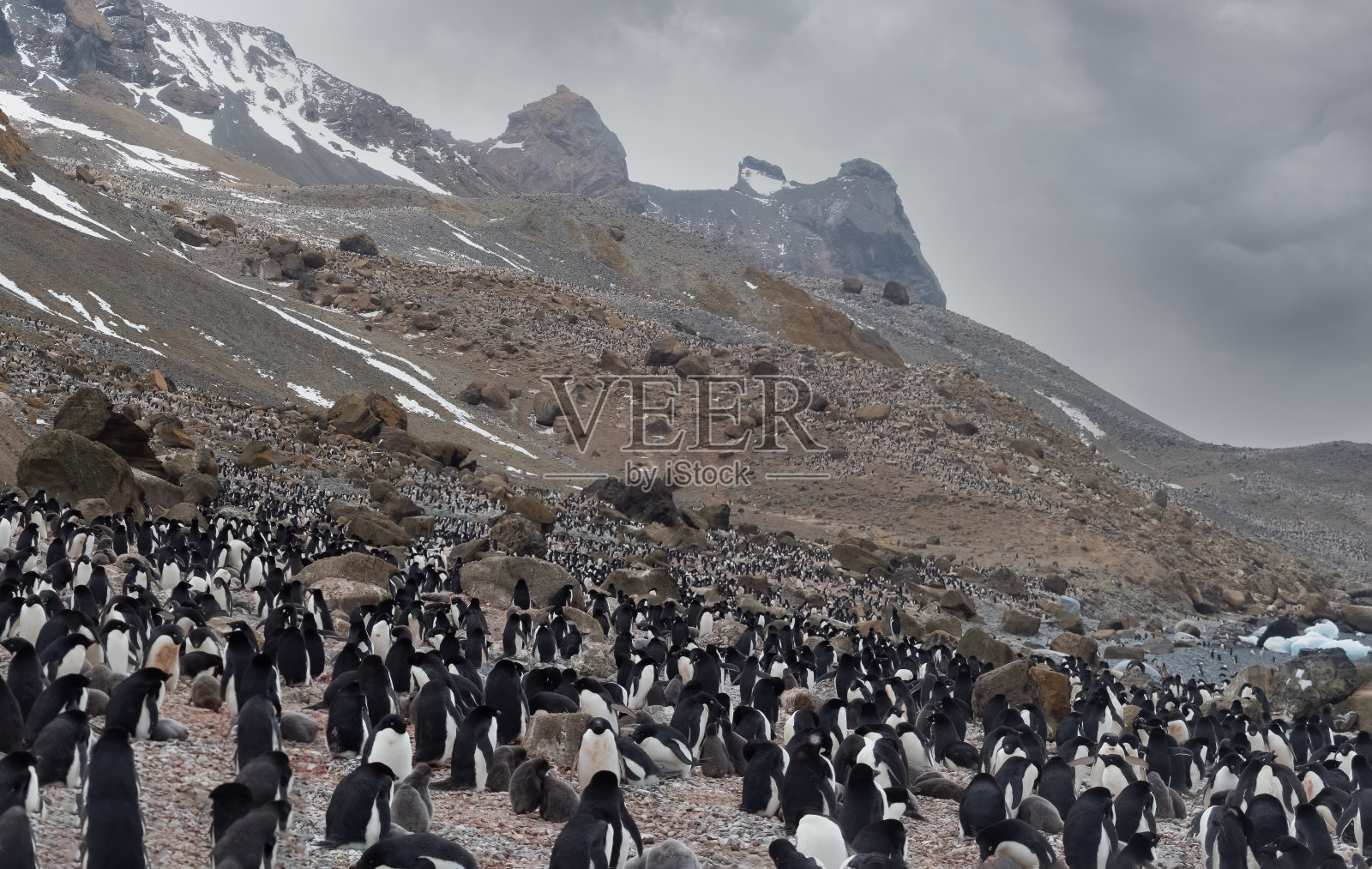 南极洲半岛的布朗崖上，巨大的阿德利企鹅和巴布亚企鹅群在令人惊叹的冰川景观上照片摄影图片