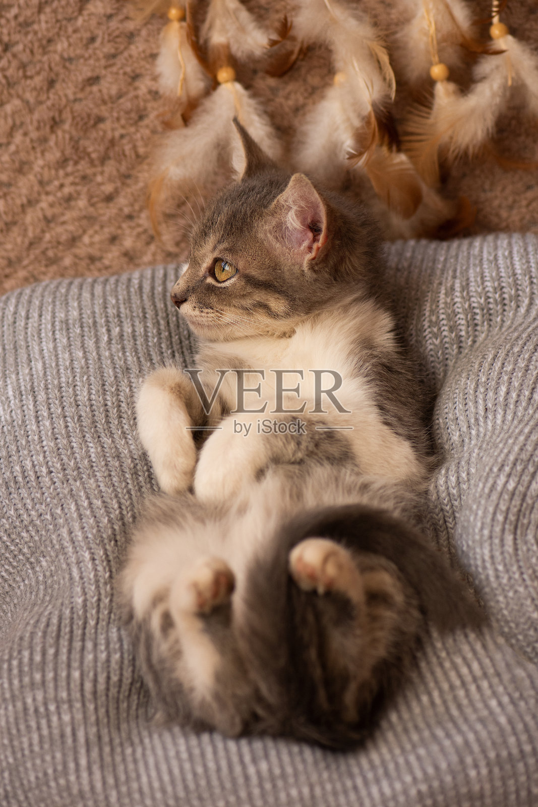 小猫躺在松软的毯子上。完美的梦想和放松。照片摄影图片