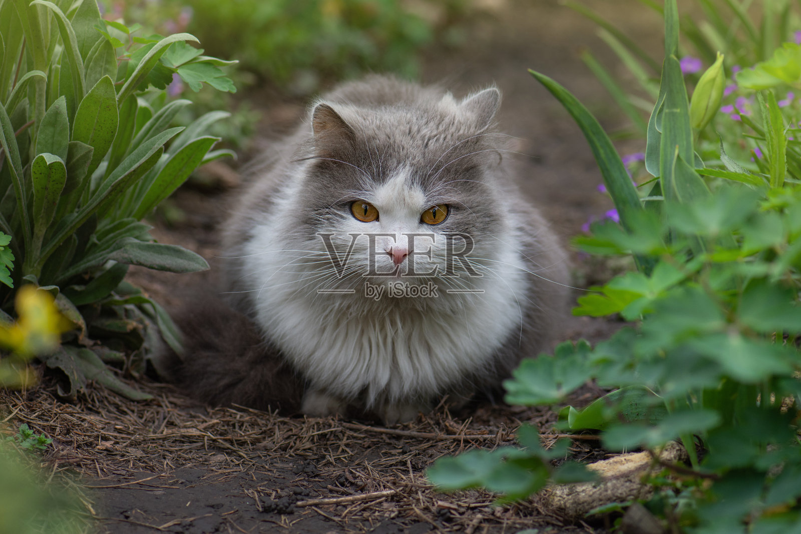 凯蒂在阳光下在花园里玩耍。猫在一个五彩缤纷的花园照片摄影图片