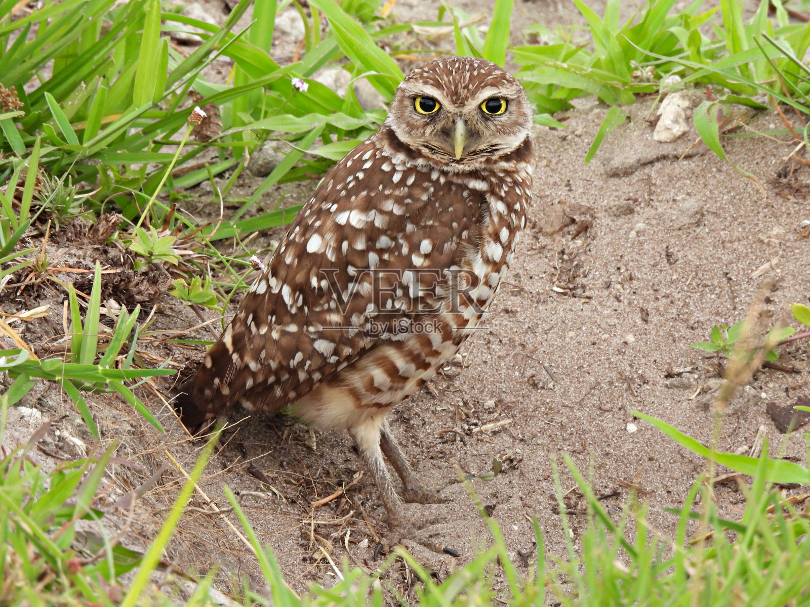 在洞穴中休息的穴居猫头鹰照片摄影图片