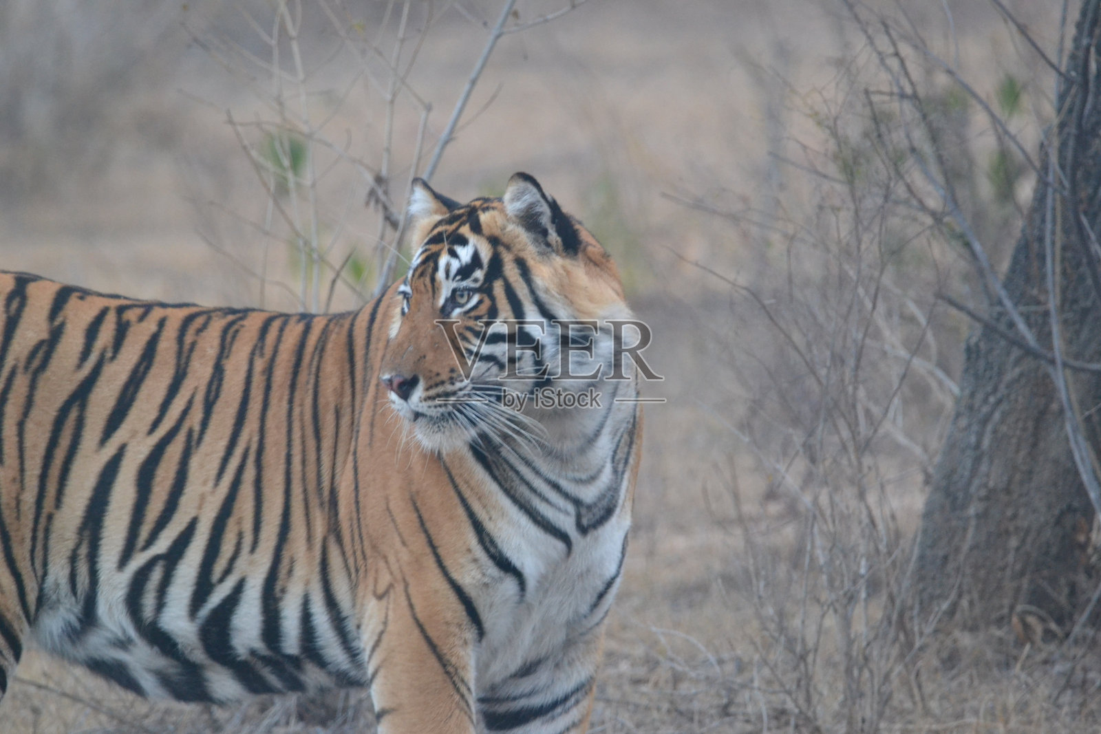 老虎的照片摄影图片