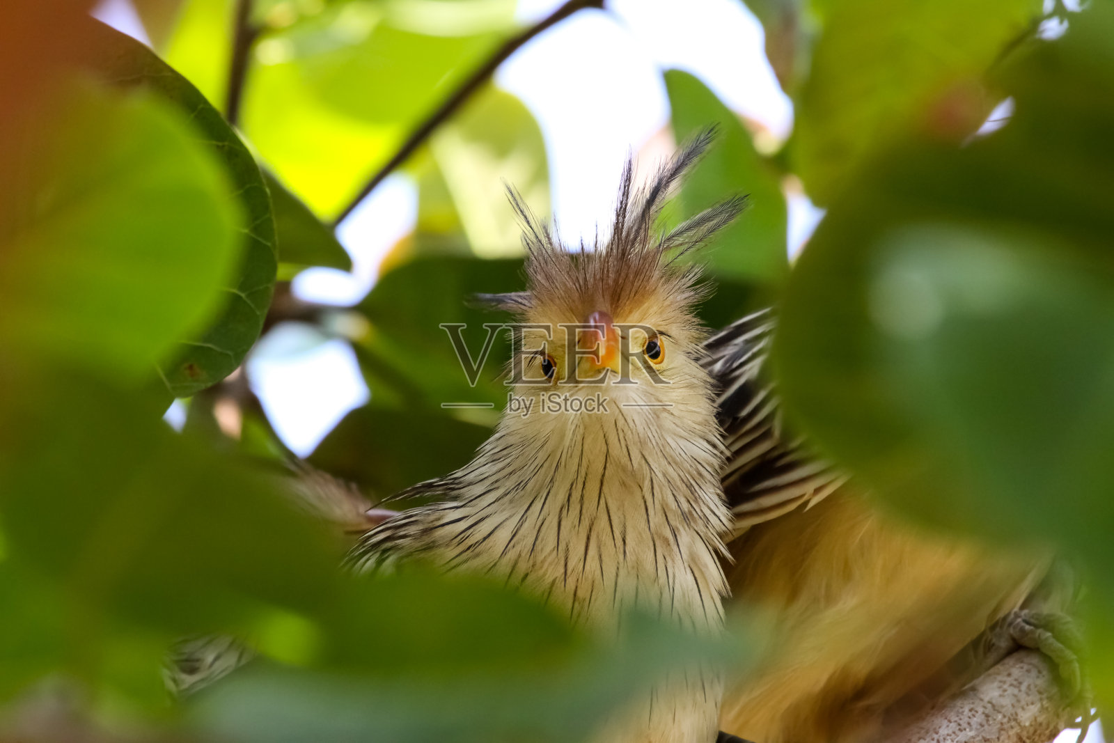 巴西亚马逊，树上的杜鹃鸟特写照片摄影图片